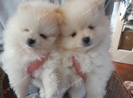 Show quality Pomeranian pups