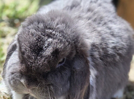Mini lop bunnies