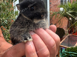 Ready now Netherland dwarf babies