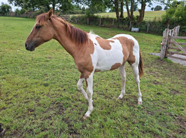 Stunning Quarter Horse