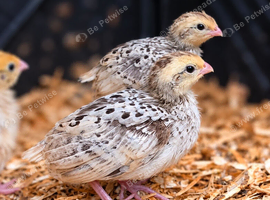 Bobwhite Quail Chicks
