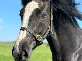 IRISH SPORTS HORSE