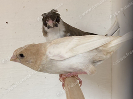 5 Young Crested Pied Bengalese Finches For Sale