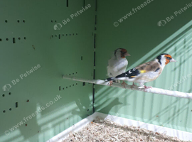 siberian mutation goldfinch