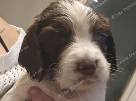 Last 3 gorgeous pups remaining