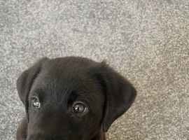 Ready to leave Labrador / kelpie puppy / pup / pups / puppies