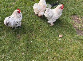 Male bantams