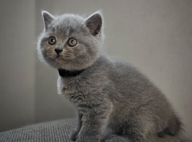 Beautiful British blue short hair kittens