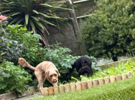 Male cockapoo