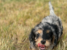 Stunning litter of cockapoo puppies