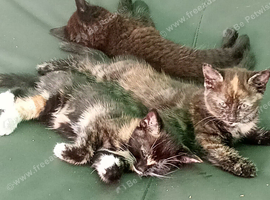 colourfull kittens