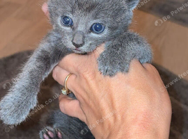 2 British shorthair kittens