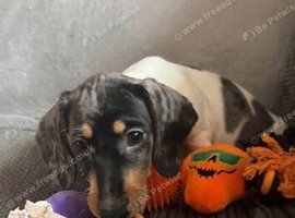 Miniature dachshund 16 weeks old