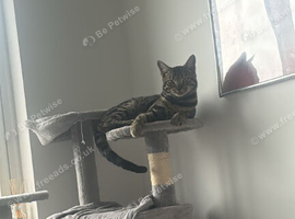 Free 7month bengal male cat