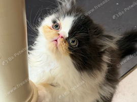 Pedigree Persian Kitten READY NOW
