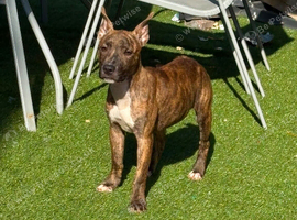 Beast the staffy male puppy
