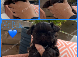 True chocolate imperial Shihtzu puppies