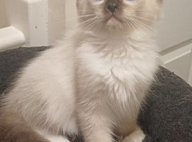 Just 3 Left Beautiful Ragdolls