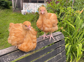 Pair of 10 week old buff orps