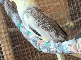 Male cockatiel