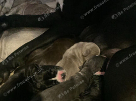 Puppies cane Corso X staff