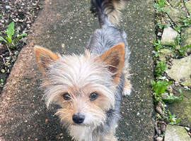 Yorkshire terrier x Chihuahua