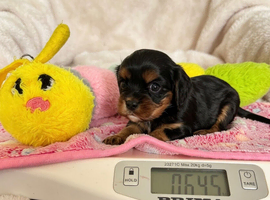 One Black and Tan girl available - cavaliers! Health tested
