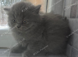 British shorthair, 11 weeks.