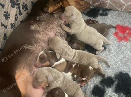 Beautiful mini dach puppies