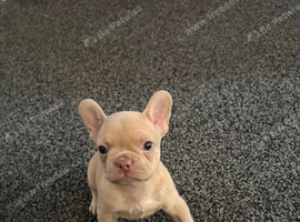 Beautiful French bulldog puppies