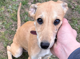 Saluki whippet grey