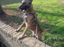 Belgium mallinois x German shepherd male