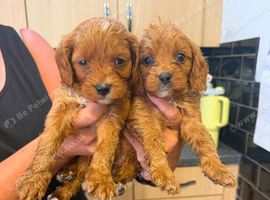 Beautiful litter Cavapoo