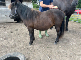Shetland ponies