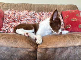 Stunning Red/ white border collie pups