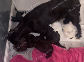3 male 9wk old spaniel puppies