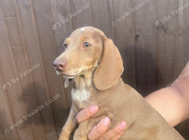 Miniature dachshund puppies