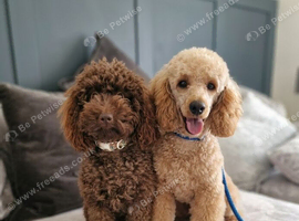 Lovely Miniature Poodle Puppies