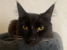 2 cats for rehoming