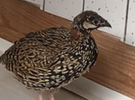 Budgie Kala teetar