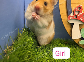 Baby Pedigree Syrian Hamster Girl