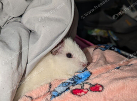 Moonbin cute guinea pig