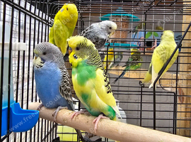 Budgies for Sale