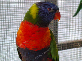 Lorikeets 2 males available
