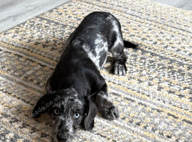 Doxie poo female Trixie