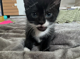 5 kittens for sale