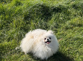Kc Korean girl Pomeranian