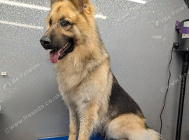 German shepherd