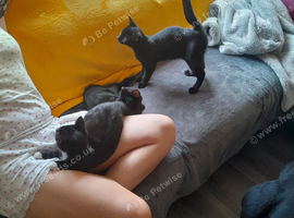 2 Black boy's Very evenly marked Black white girl Kittens