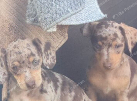Stunning chiweenie puppies